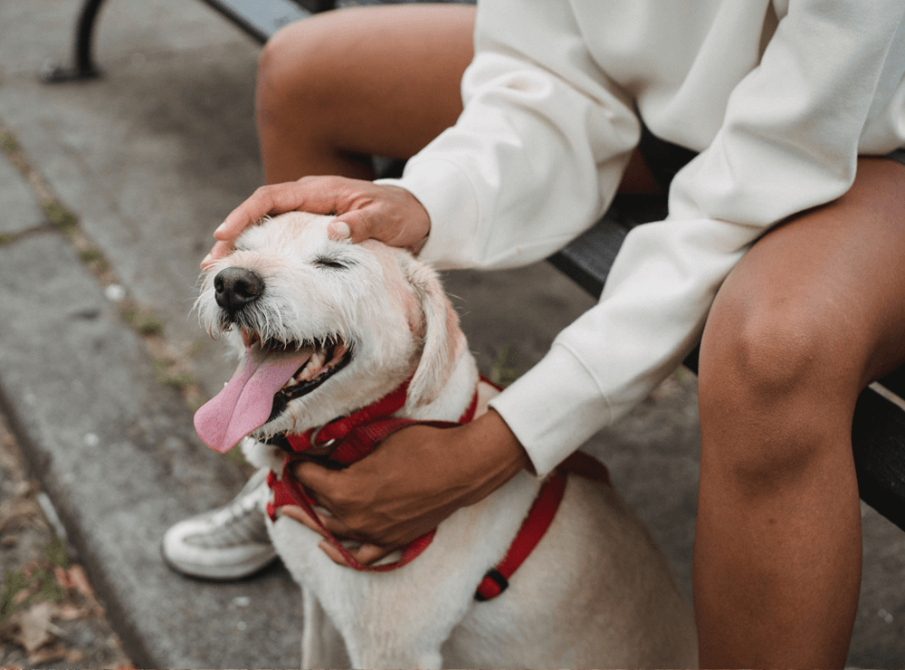 rover pet sitter jobs in Flagstaff, AZ